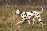 DALMATIEN 432